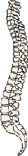 spinal column and vertebrae